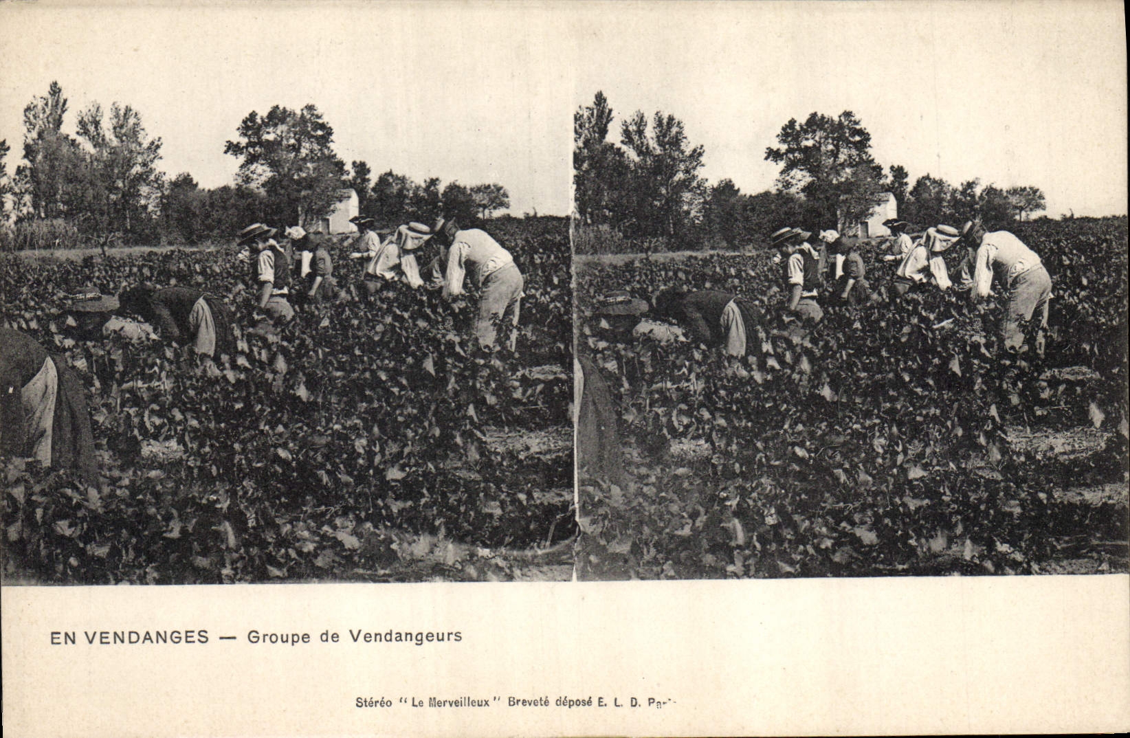 Vintage Postcard Vin Grape harvest Groups vintagers
