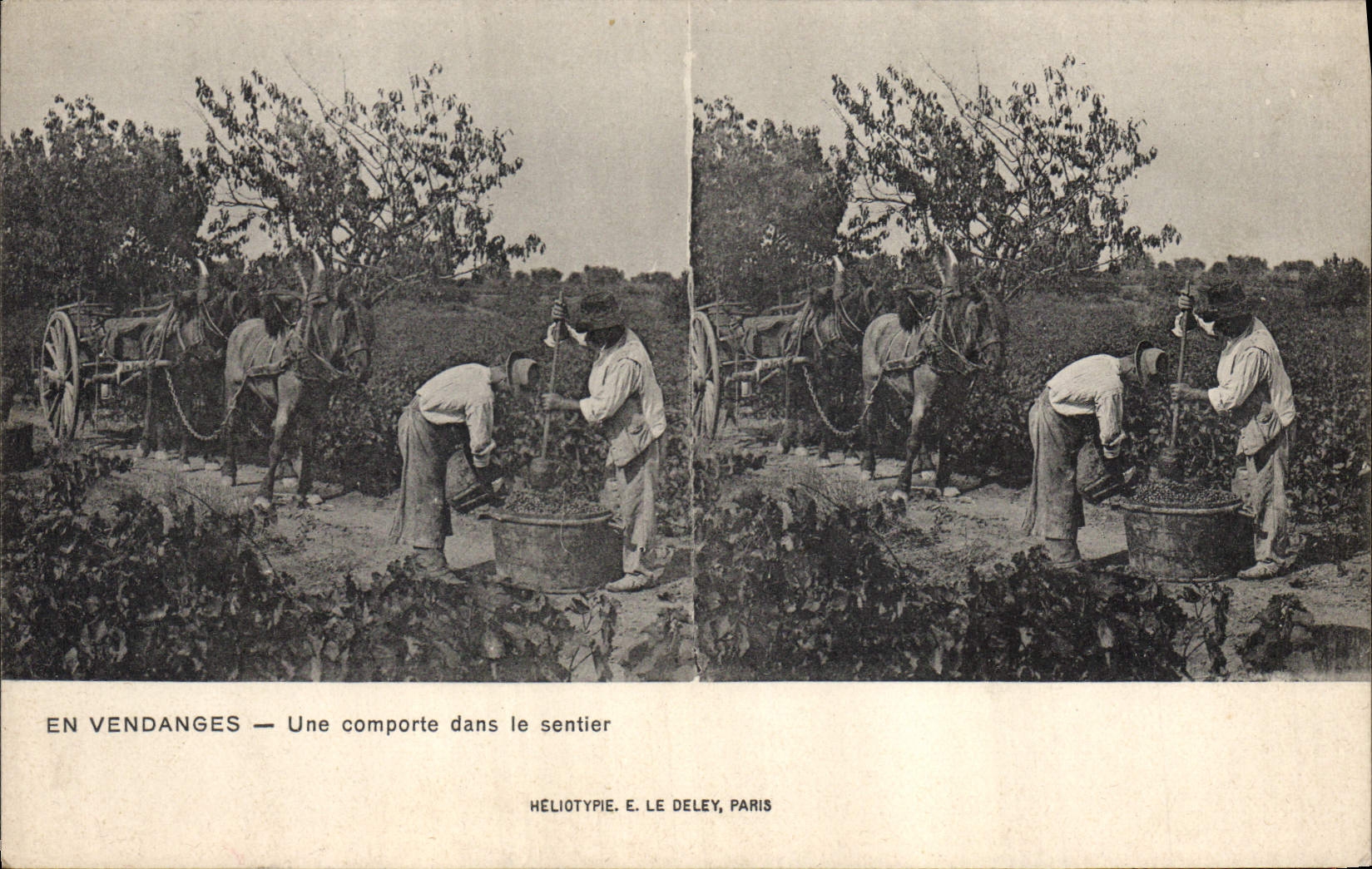 Vintage Postcard Vin Grape harvest One comprises in the path
