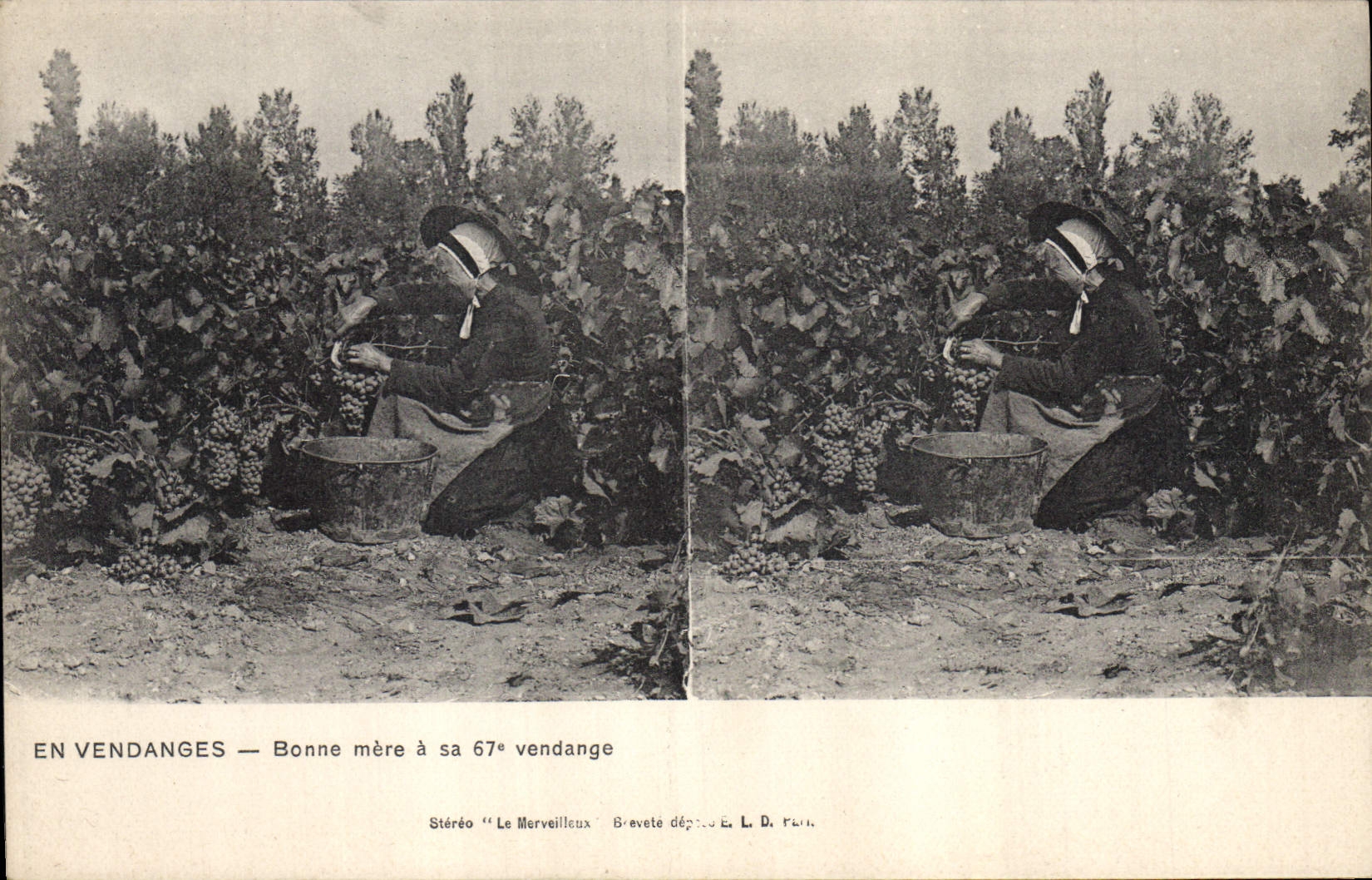 Vintage Postcard Vin Grape harvest Good mother has her 67eme vintage