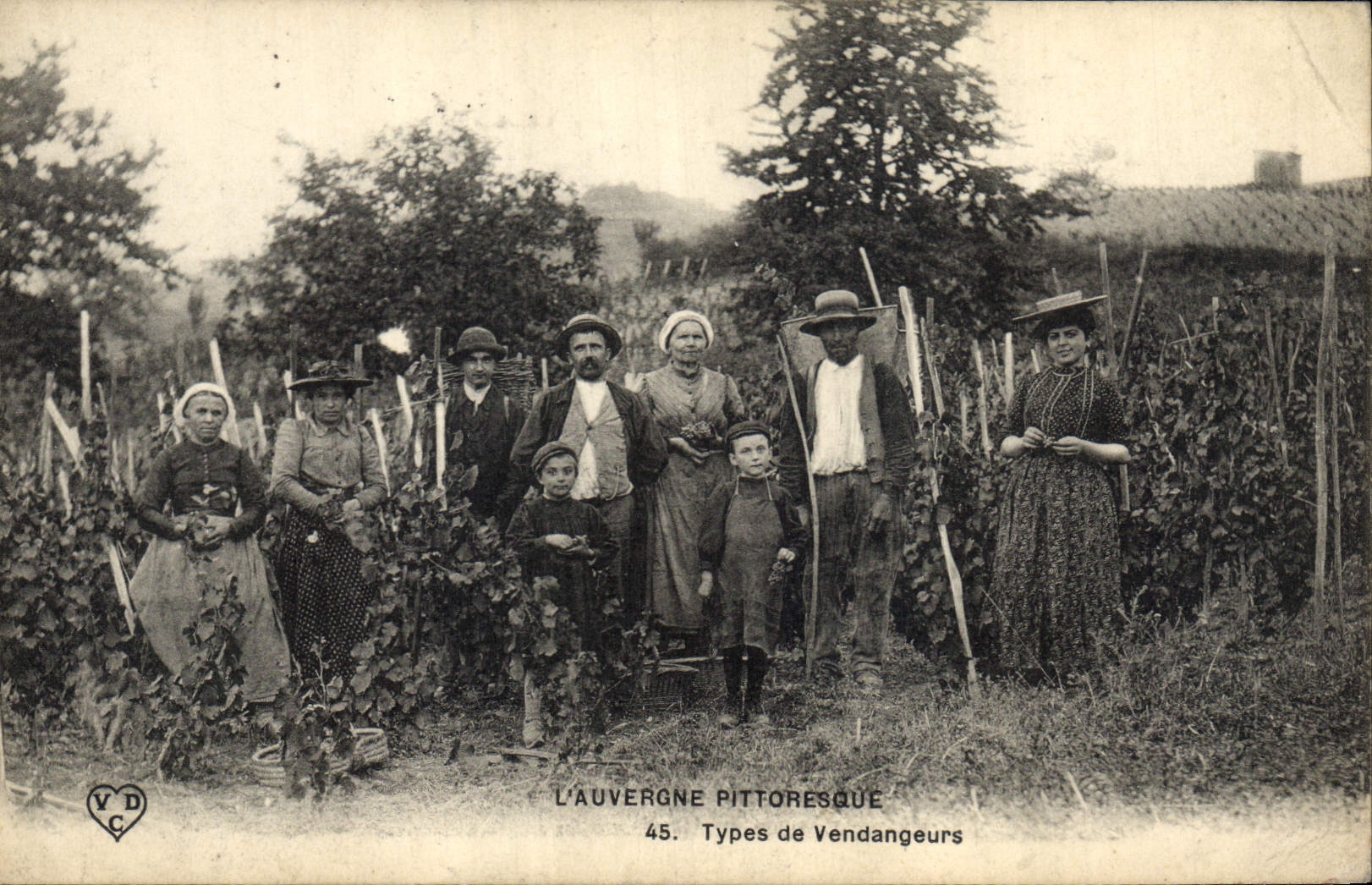 Vintage Postcard Wine Standard Grape harvest vintagers SIGNAL