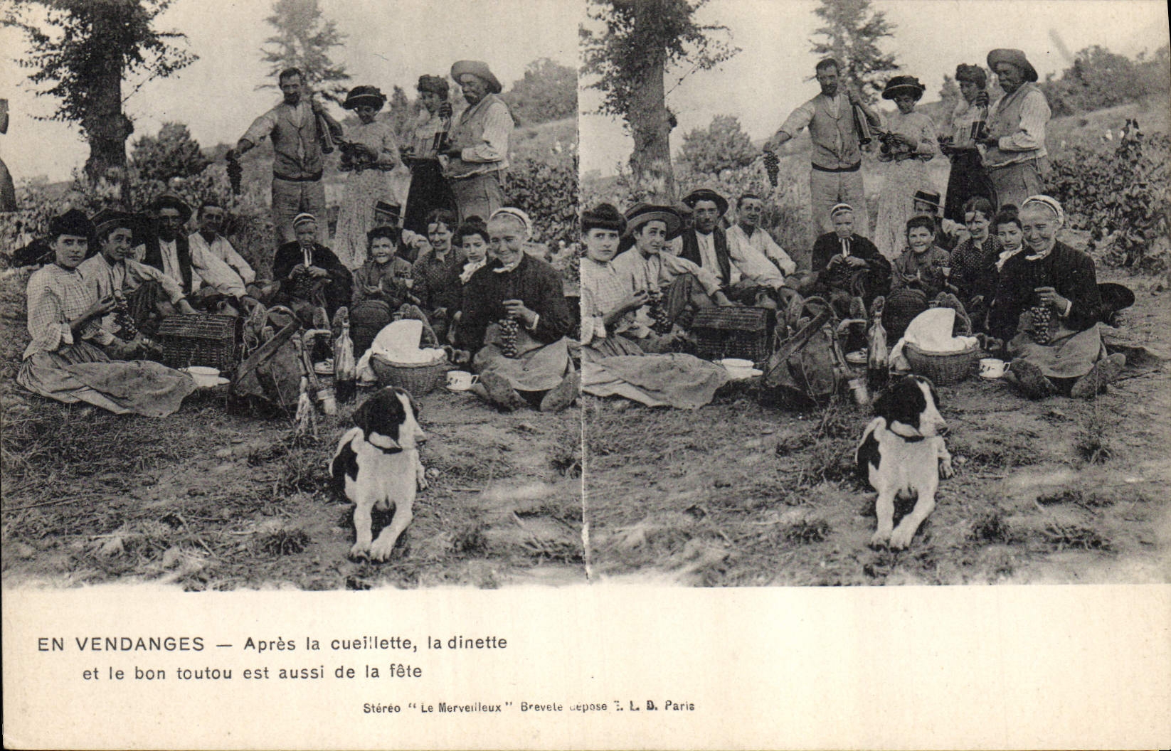 Vintage Postcard Wine Grape harvest After the gathering the doll's tea party and the good doggie is also of the festival Chien SIGNAL