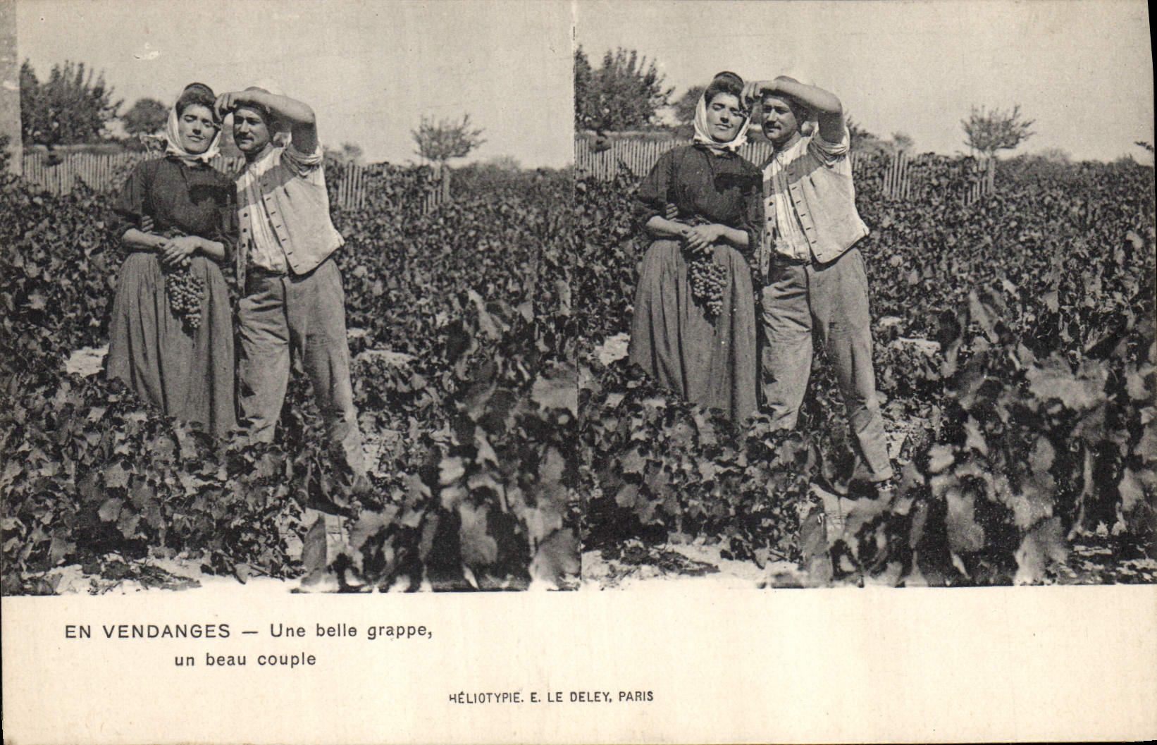 Vintage Postcard Wine Grape harvest a beautiful bunch a beautiful couple