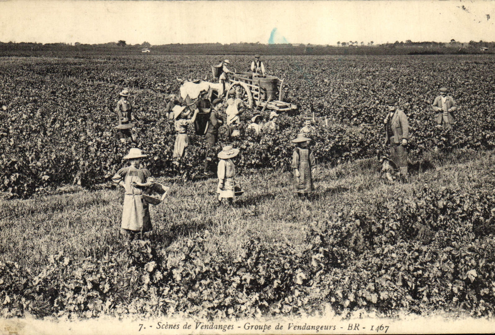 Vintage Postcard Vin Scenes of Grape harvest Groups vintagers signal