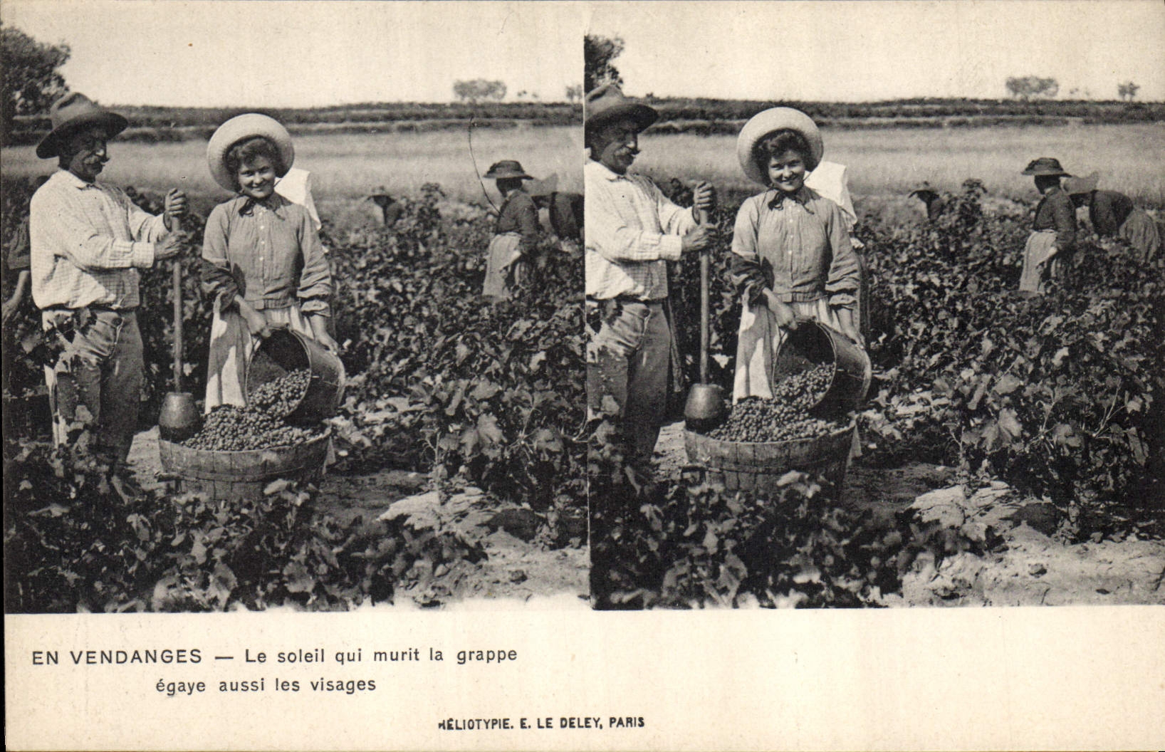 Vintage Postcard Wine Grape harvest the sun which matures the egaye bunch also the faces
