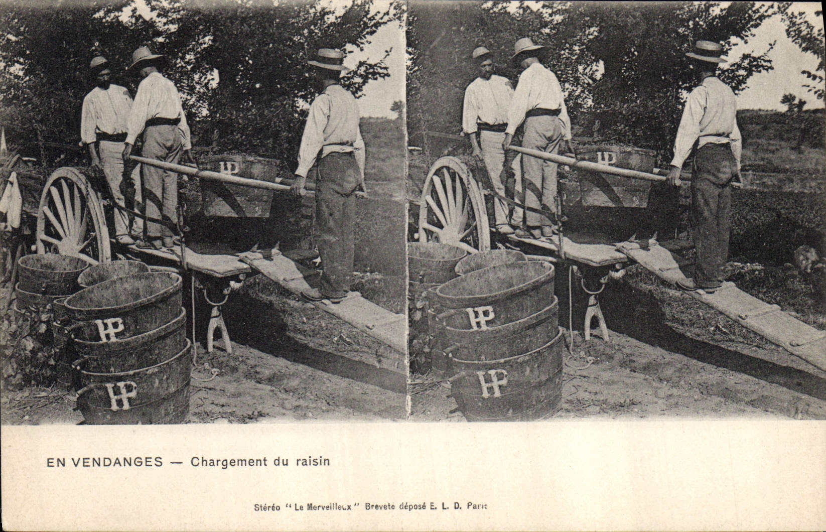 Vintage Postcard Wine Grape harvest Loading of the grape