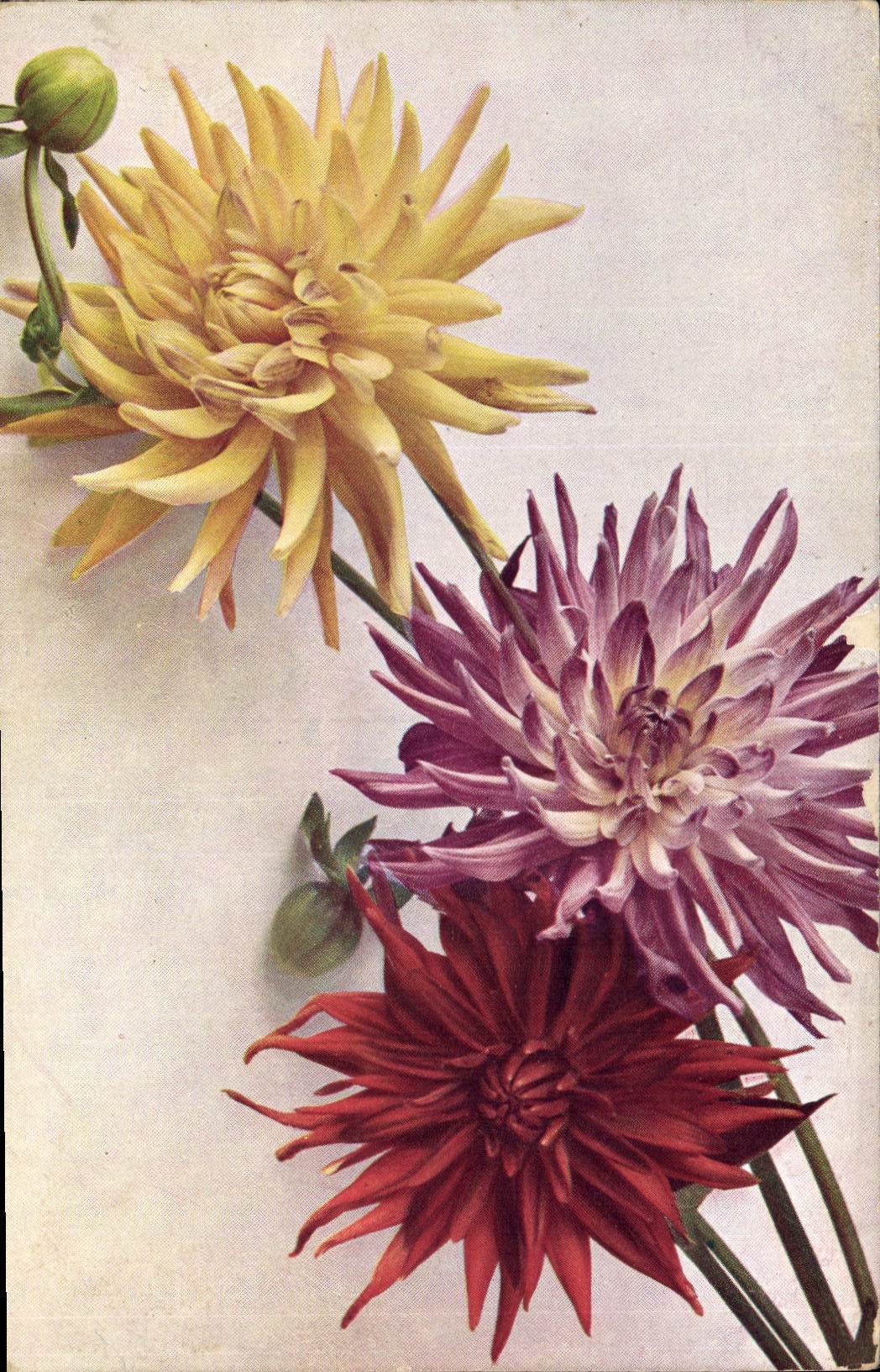 Postal Fantasia Flores Dhalia