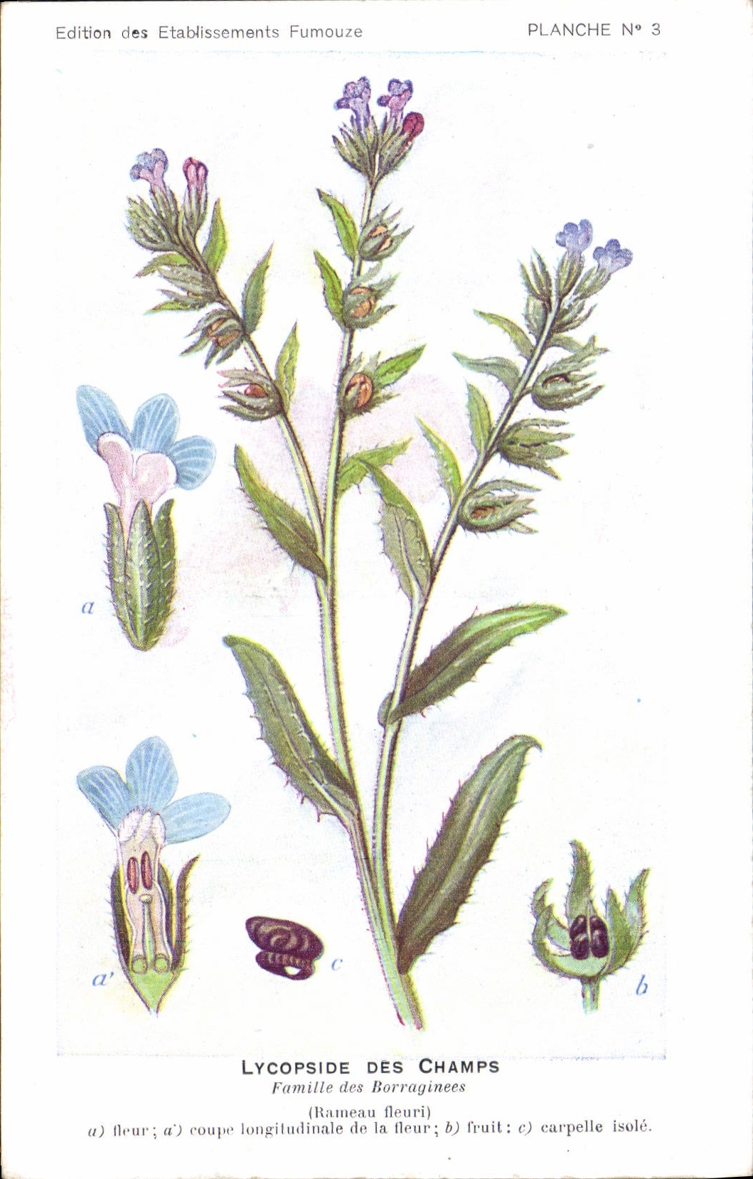 Postal Fantasia Flores Lycopside de los campos Familia de sBorraginees Ramo florecido