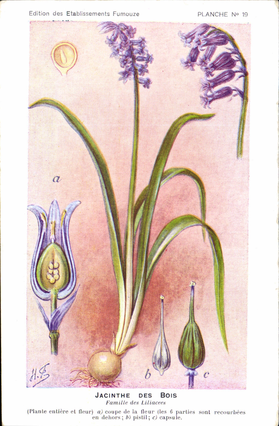 Postal Fantasia Flores Jacinto de las maderas Familia del Liliáceas