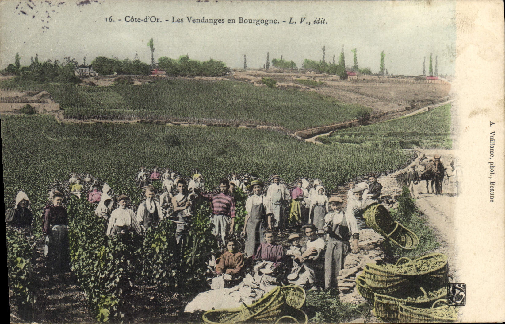 CPA Vin Vendanges en Bourgogne Cote d'Or TOP
