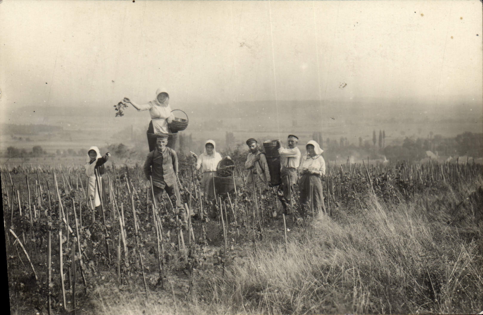 CARTE PHOTO Vin Vendanges 