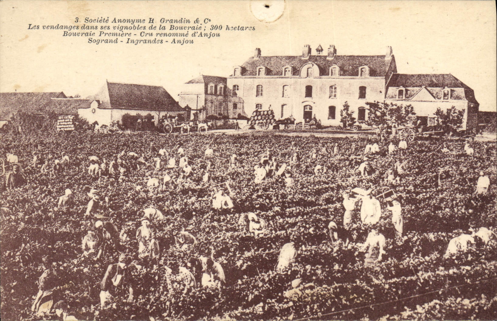CPA Vin Vendanges dans ses vignobles de la Bourraie Cru renomme d'Anjou