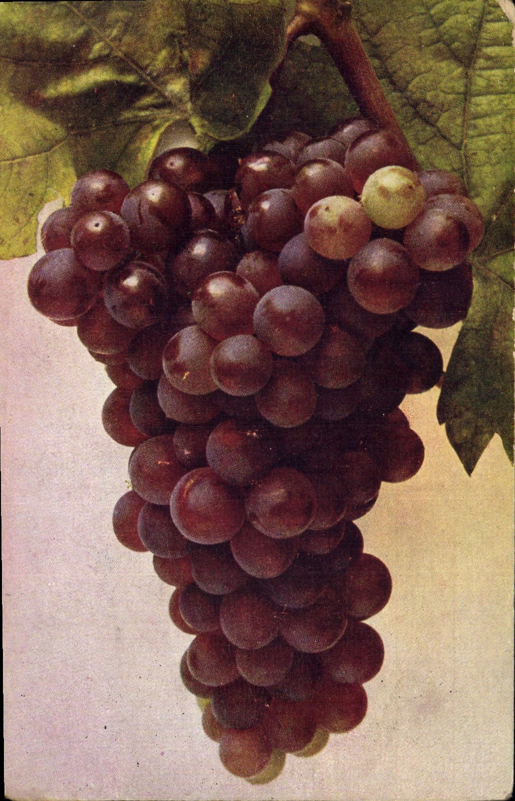 Vintage Postcard Wine viniferous Grape harvest Vitis Wein Roter Malvasier