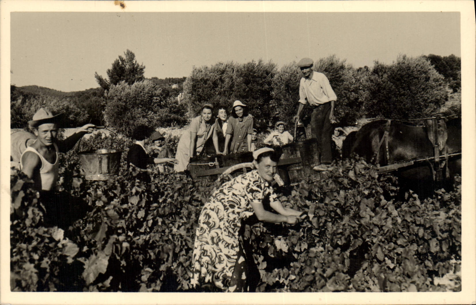 CPA Vin Vendanges 