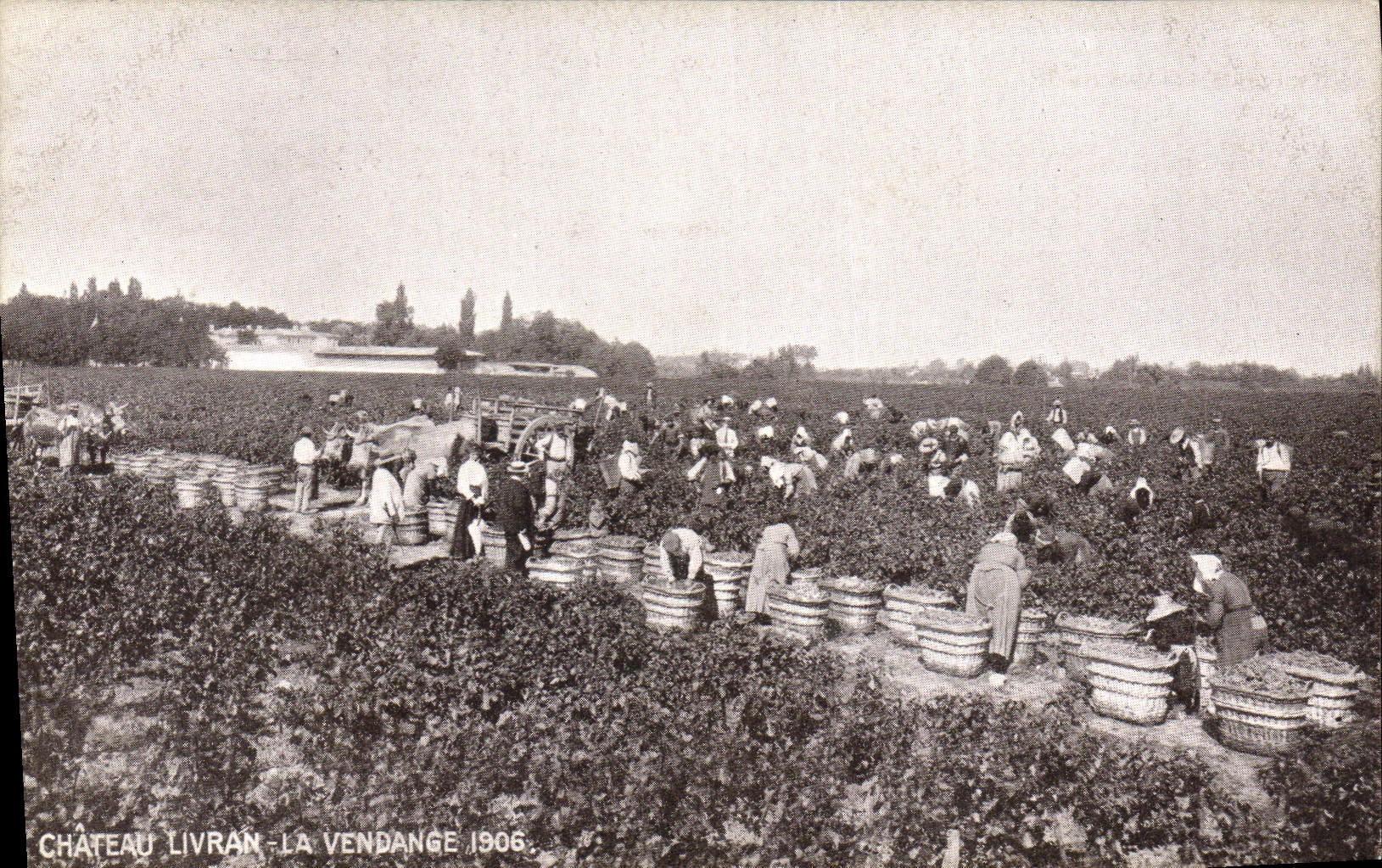 CPA Vin Vendanges Chateau Livran La vendange 1906