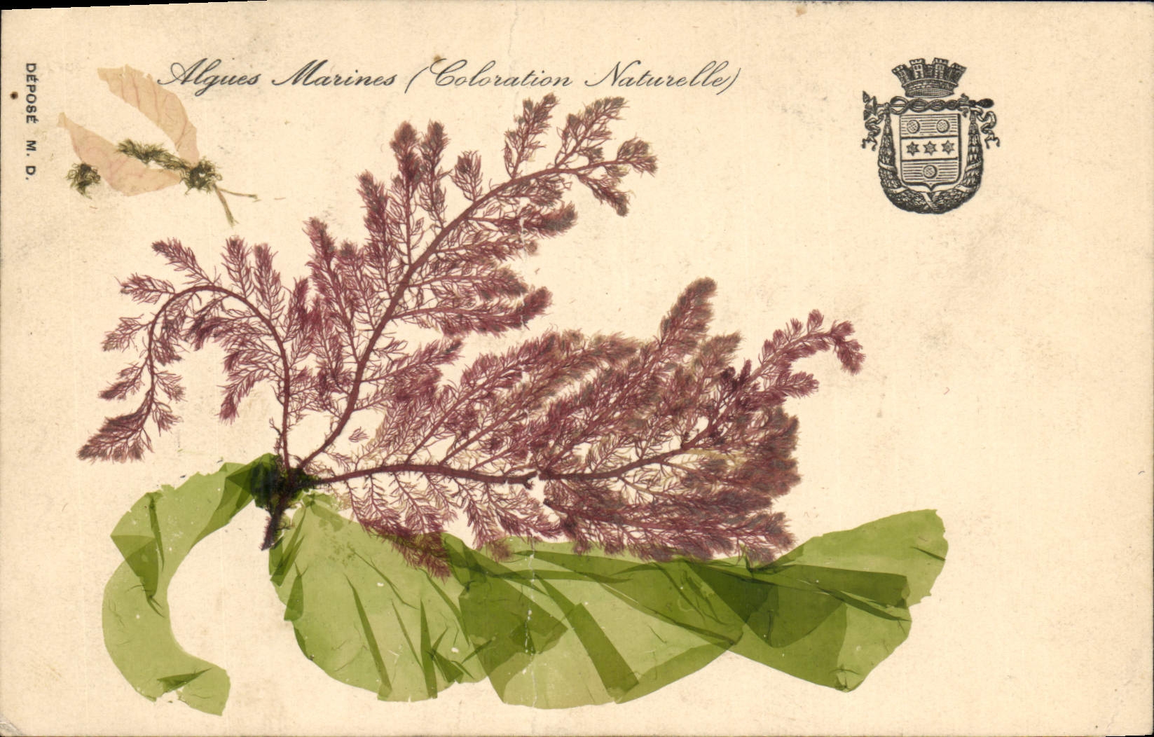 CPA Fantaisie Fleurs sechees Algues marines Coloration naturelle