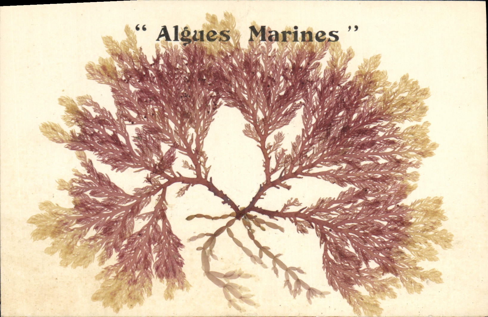 CPA Fantaisie Fleurs sechees Algues marines