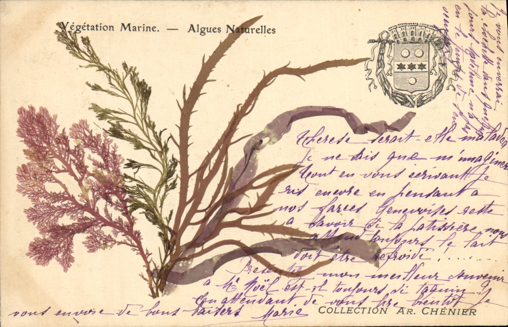 CPA Fantaisie Fleurs sechees Algues naturelles