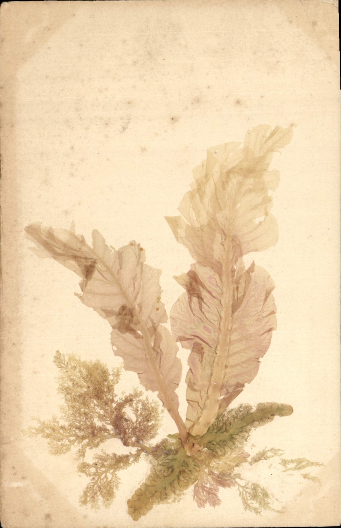 CPA Fantaisie Fleurs sechees 