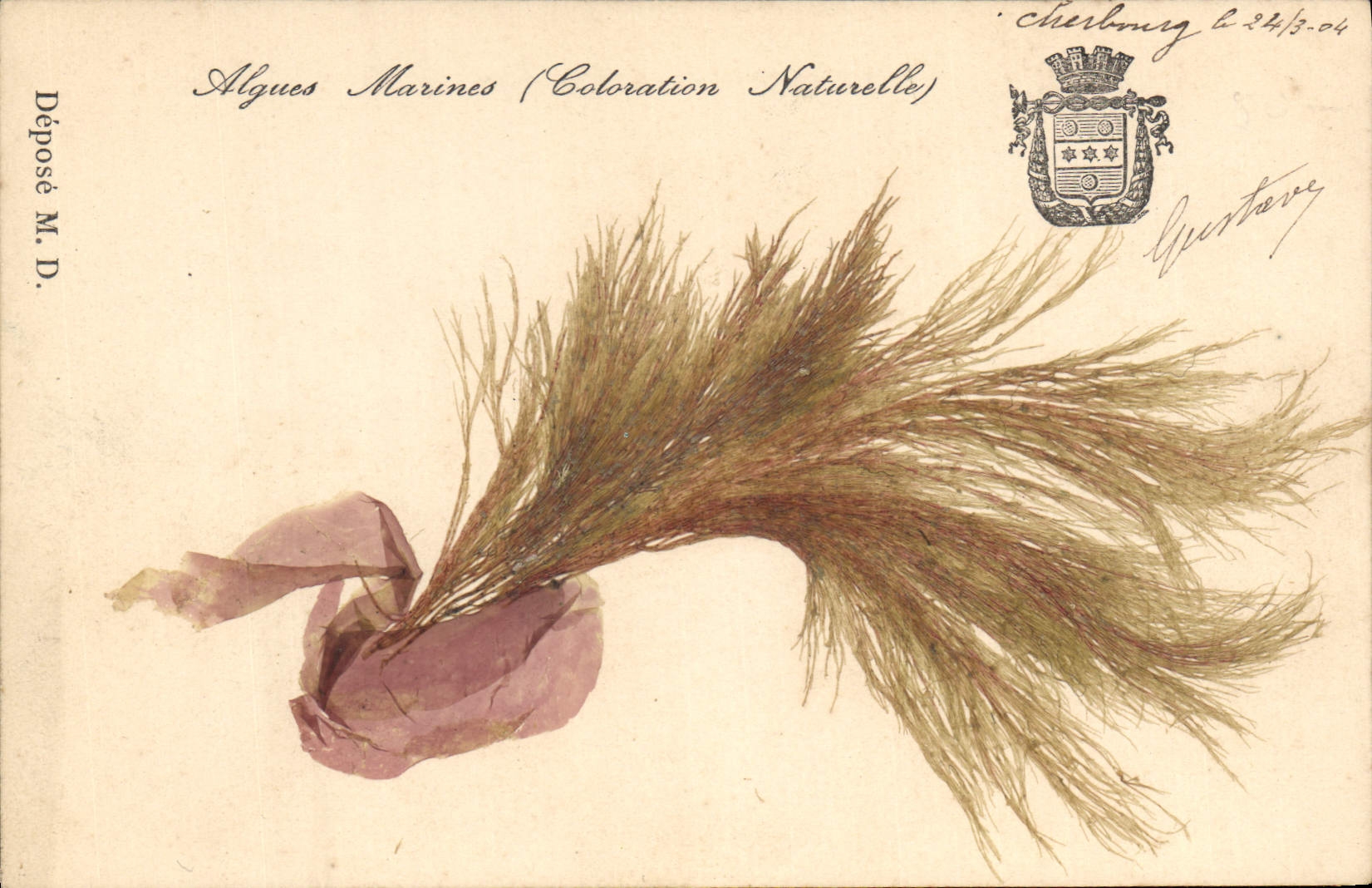 CPA Fantaisie Fleurs sechees Algues marines