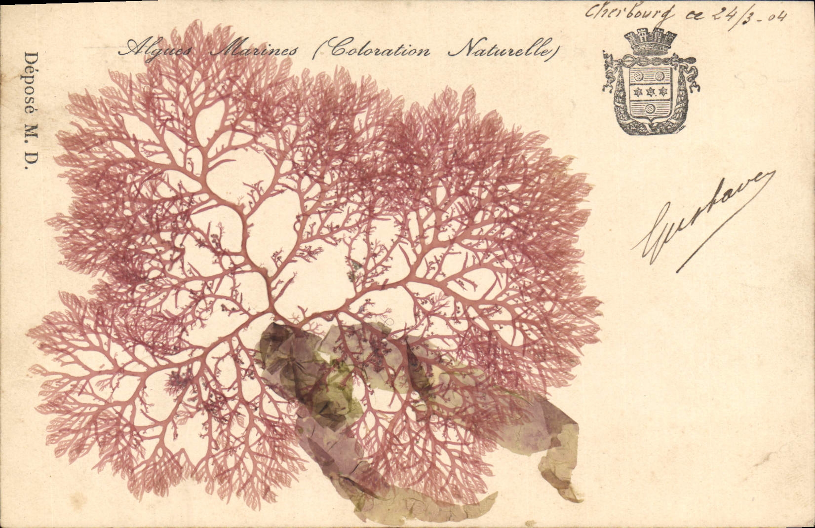 CPA Fantaisie Fleurs sechees Algues marines