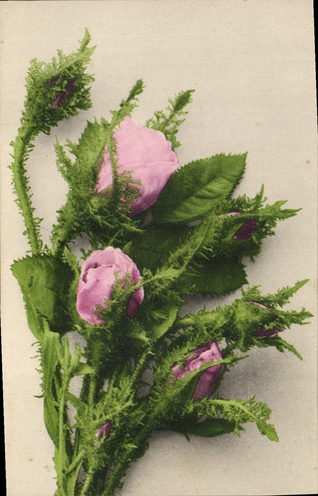 CPA Fantaisie Fleurs 