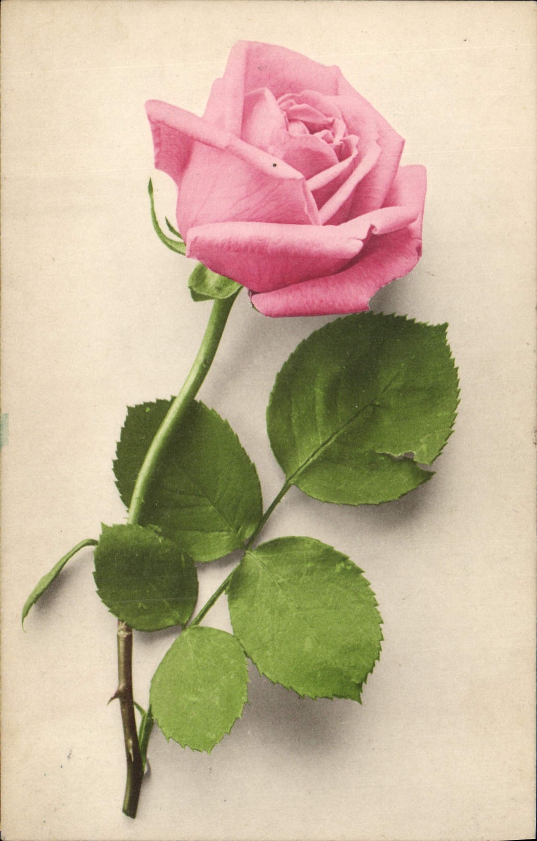 CPA Fantaisie Fleurs 