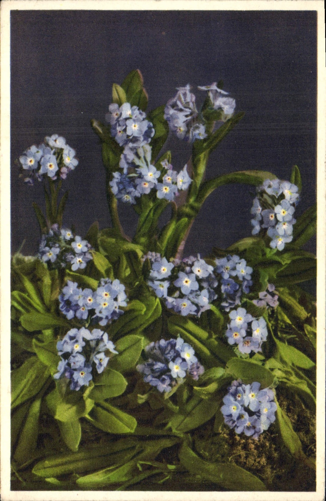 CPA Fantaisie Fleurs Myosotis alpestris 