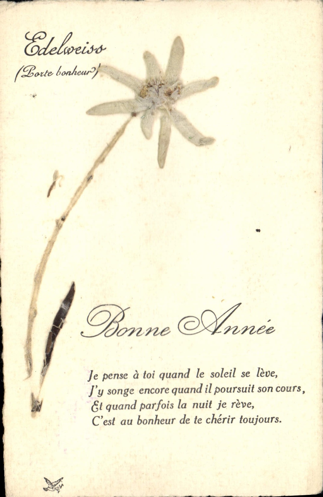 CPA Fantaisie Fleurs sechees Edelweiss