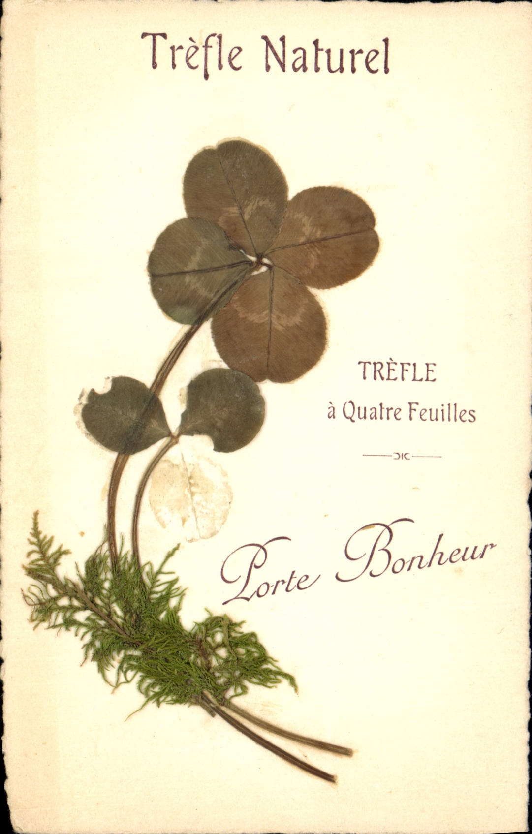CPA Fantaisie Fleurs sechees Trefle naturel