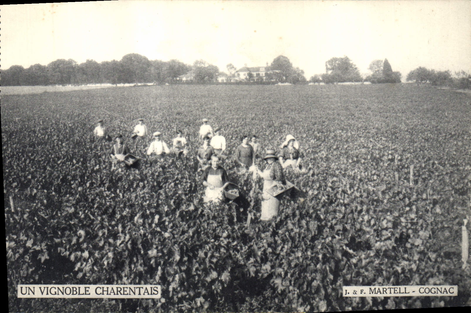 CPA Vin Vendanges Un vignoble Charentais Martell Cognac