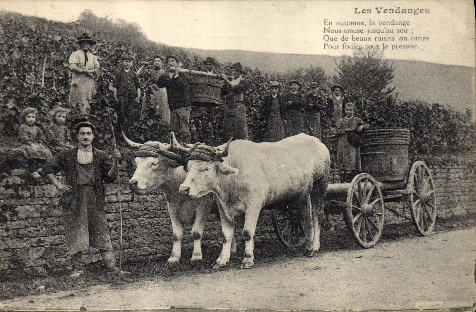 CPA Vin Vendanges Boeuf 
