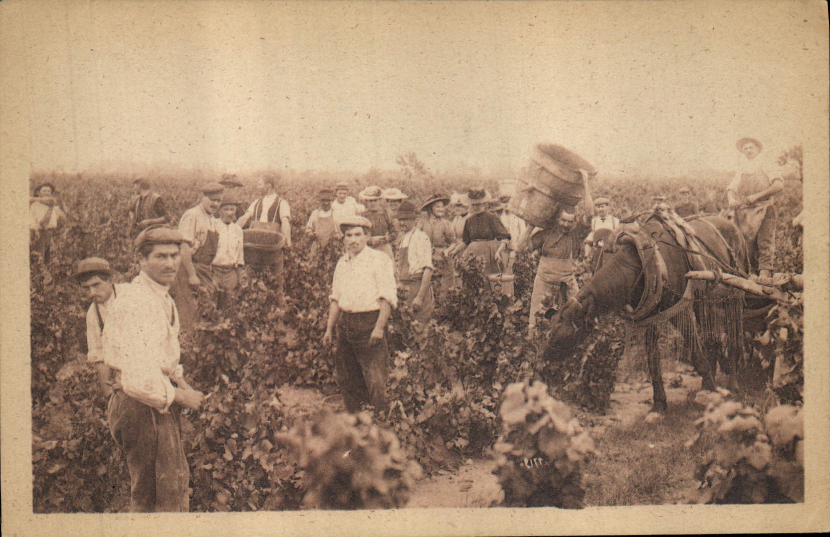 CPA Vin Vendanges en Bourgogne 