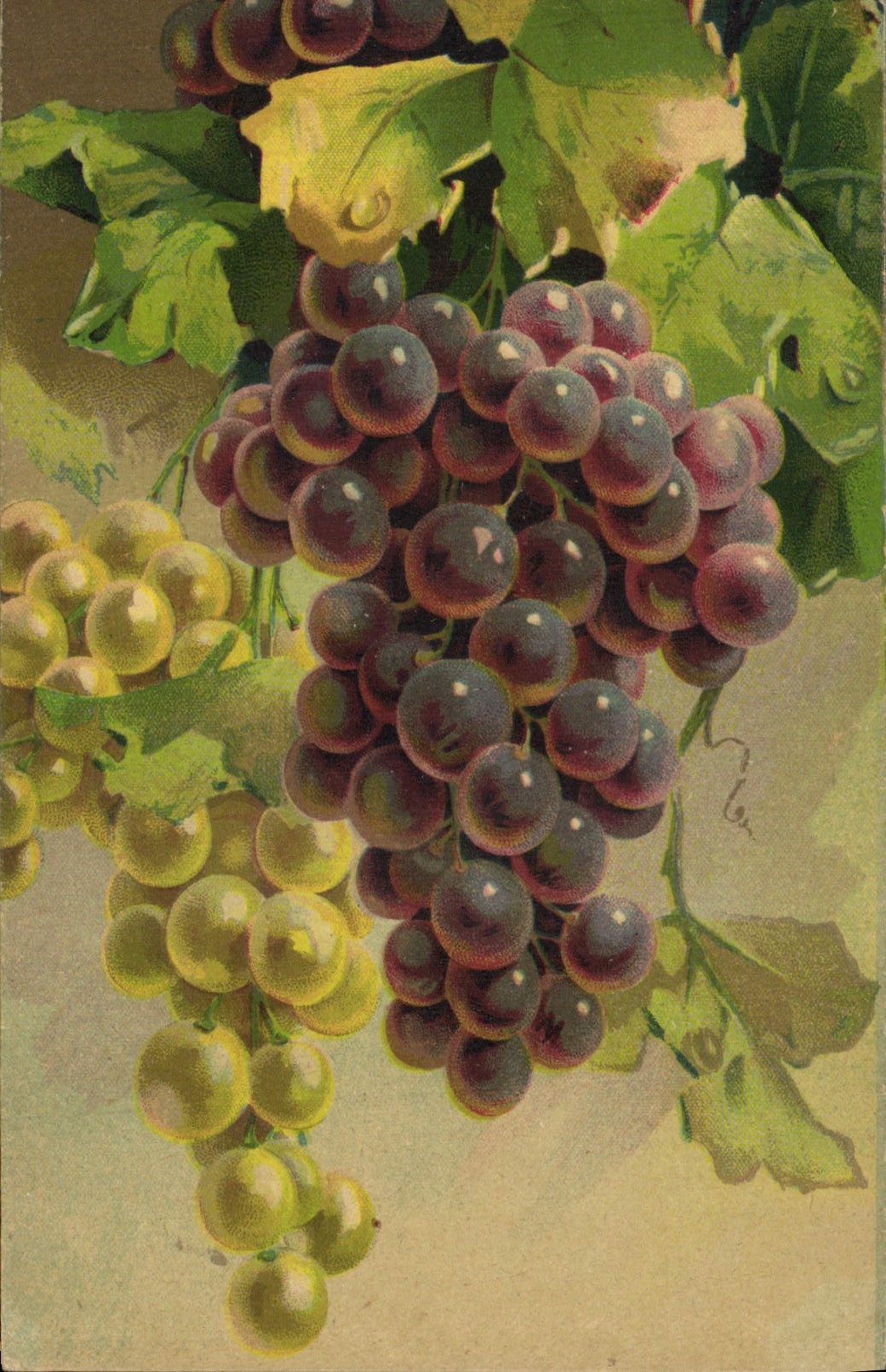 CPA Vin Vendanges Raisins 
