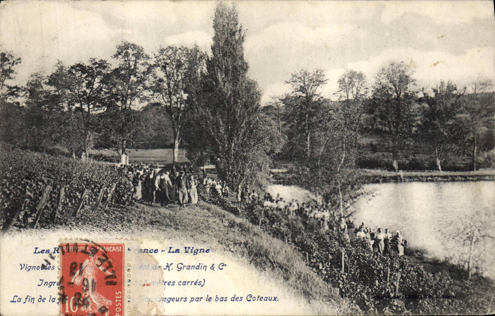 CPA Vin Vendanges Vignobles Grandin 