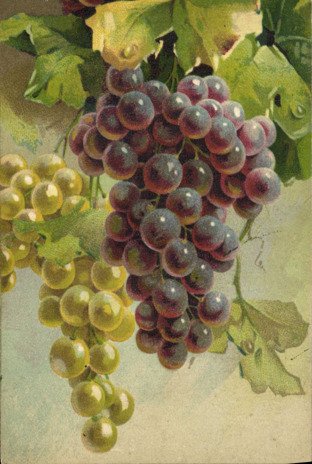 CPA Vin Vendanges Raisins 