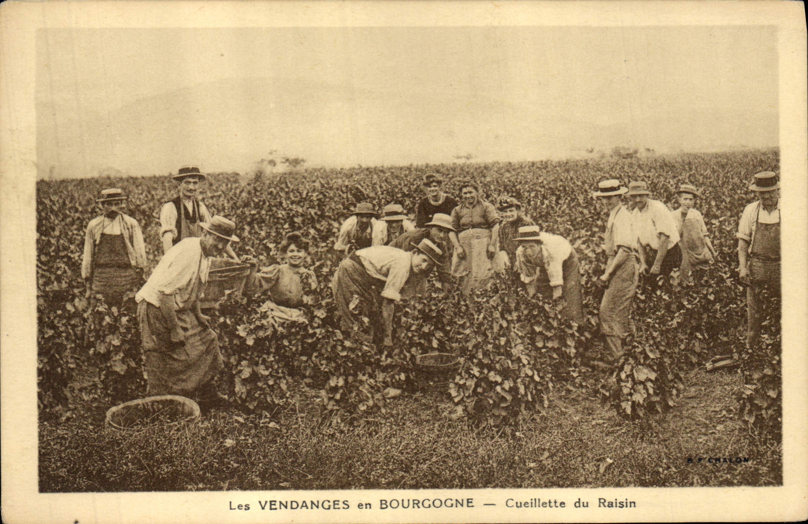 CPA Vin Vendanges en Bourgogne Cueillette du raisin