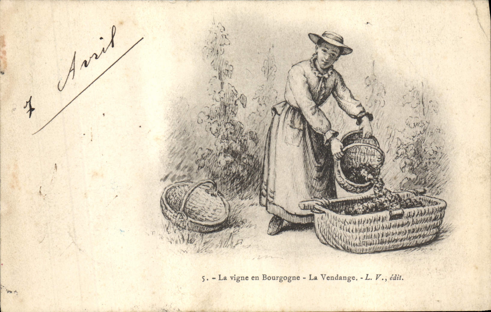 CPA Vin Vendanges La vigne en Bourgogne La vendange