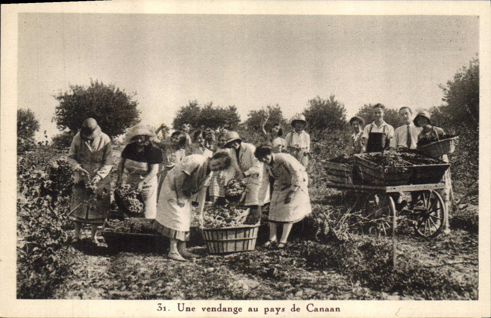 CPA Vin Vendanges Une vendange au pays de Canaan