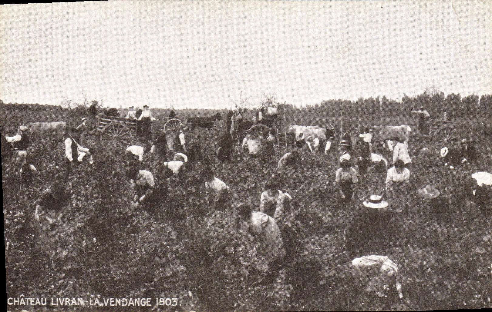 CPA Folklore Vin Vendanges Chateau Livran La vendange 1903