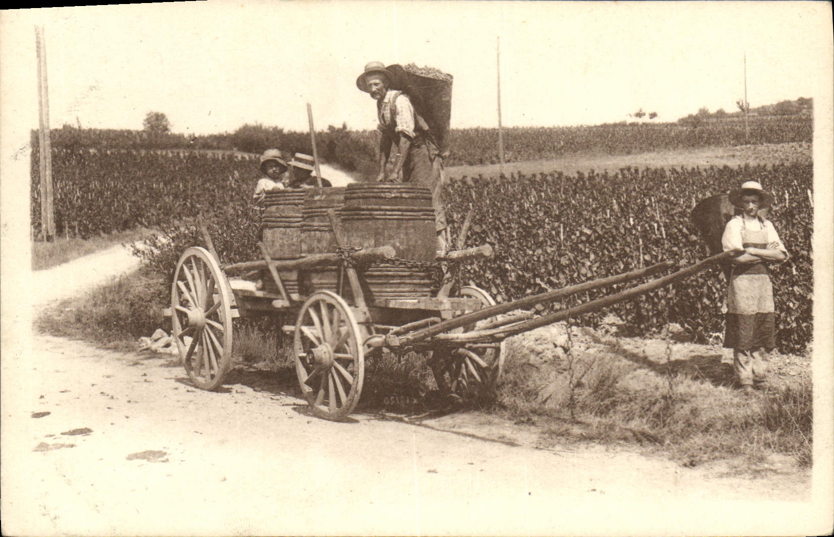 CPA Folklore Vin Vendanges en Bourgogne La hotte plaine