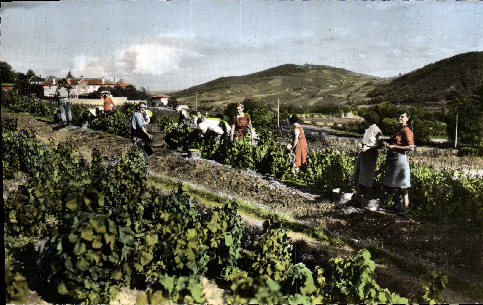 CPM Folklore Vin Vendanges en Neaujolais