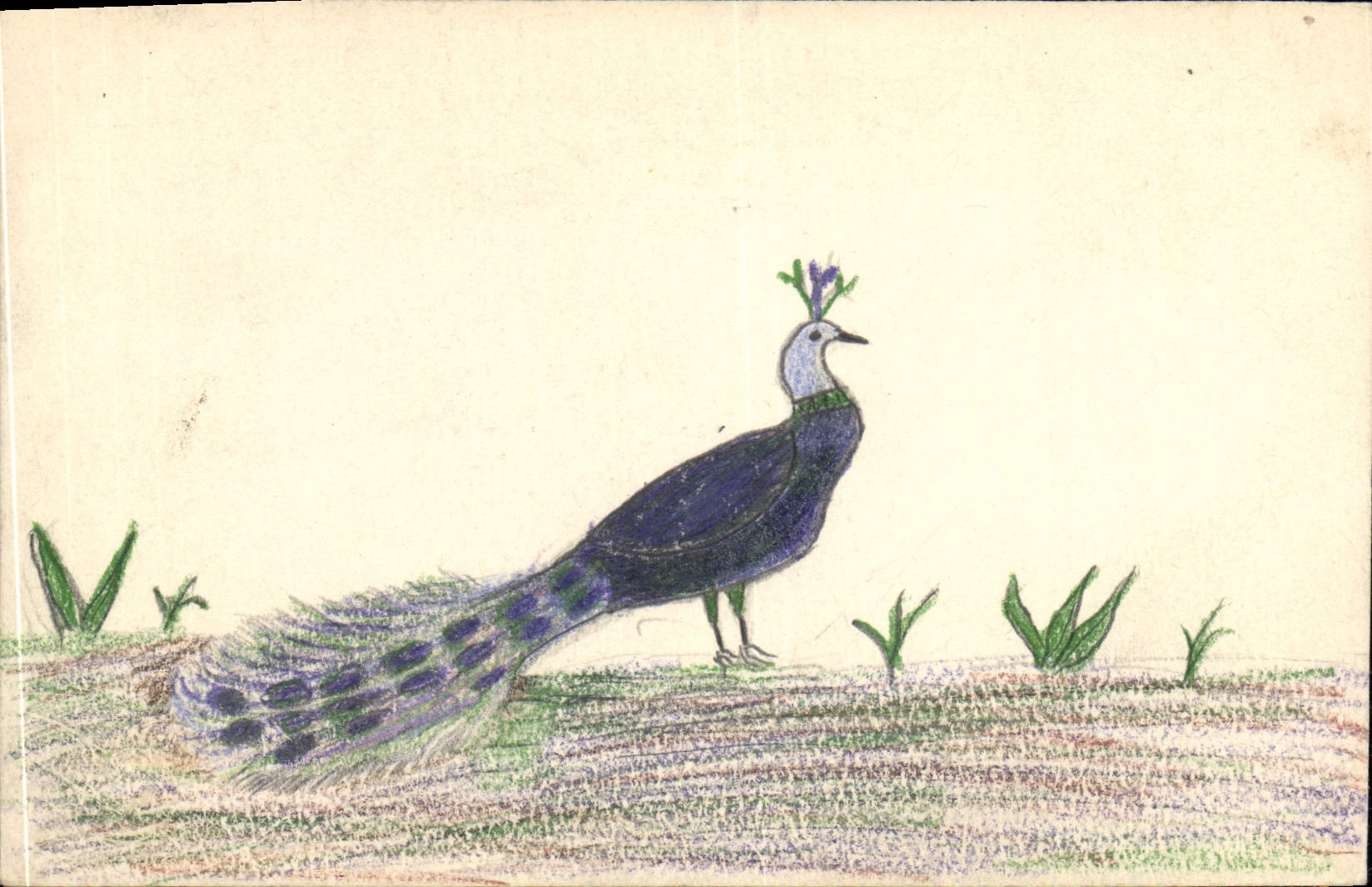 CPA Fantaisie (dessin a la main) Paon Oiseau