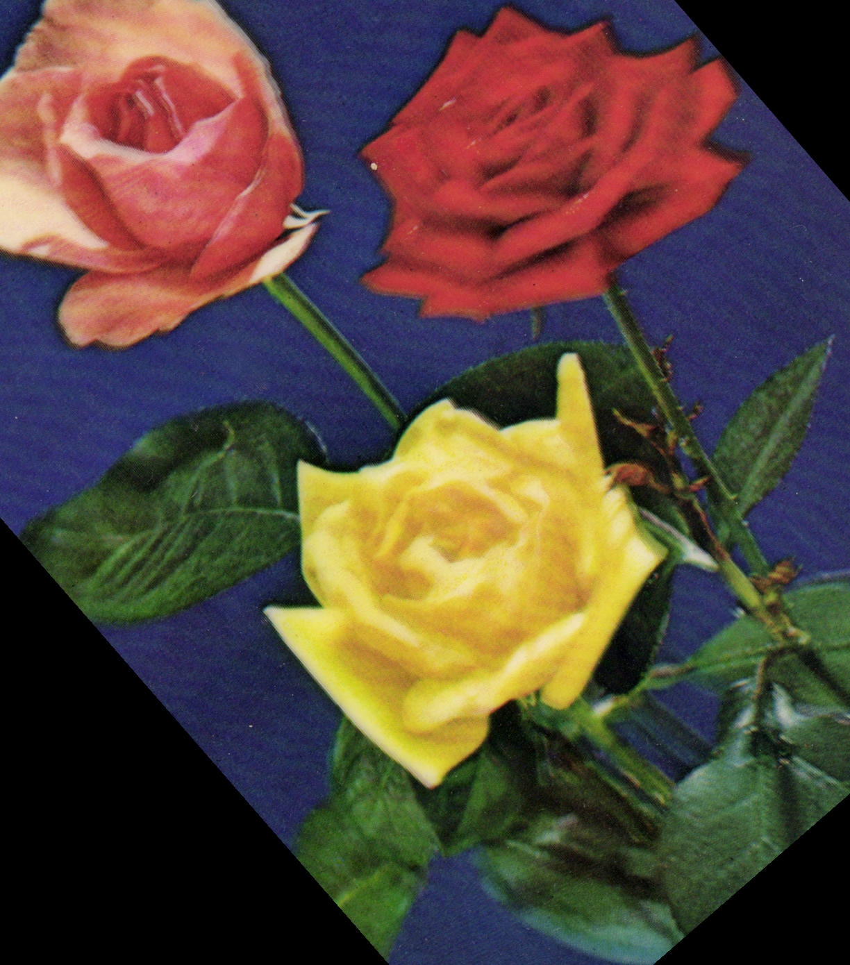 CPM Fantaisie Fleurs (décor en relief)