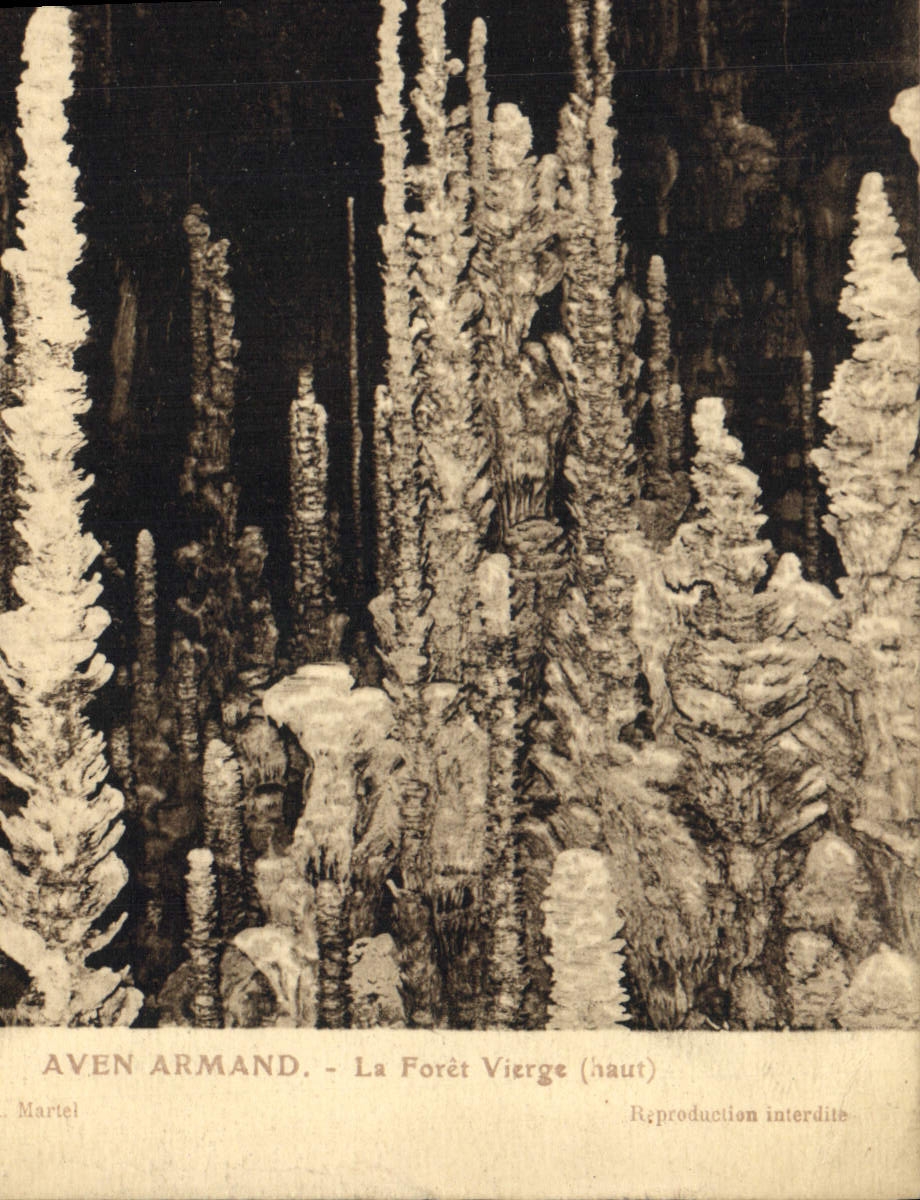 CPA Grottes Aven Armand La foret vierge 