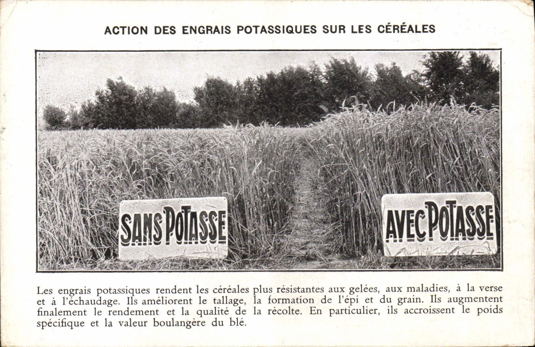 CPA Publicite Action des engrais potassiques sur les cereales