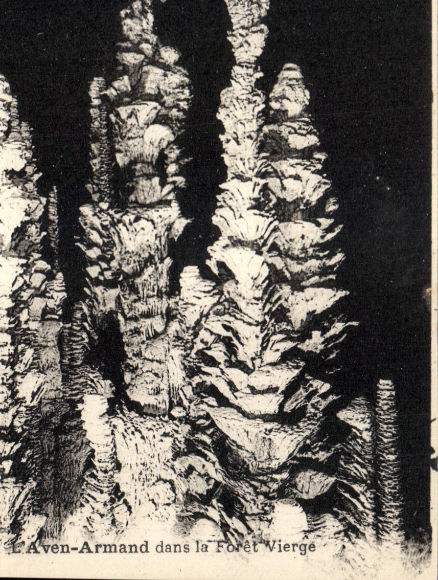 CPA Grotte Grottes L'Aven Armand dans la foret vierge