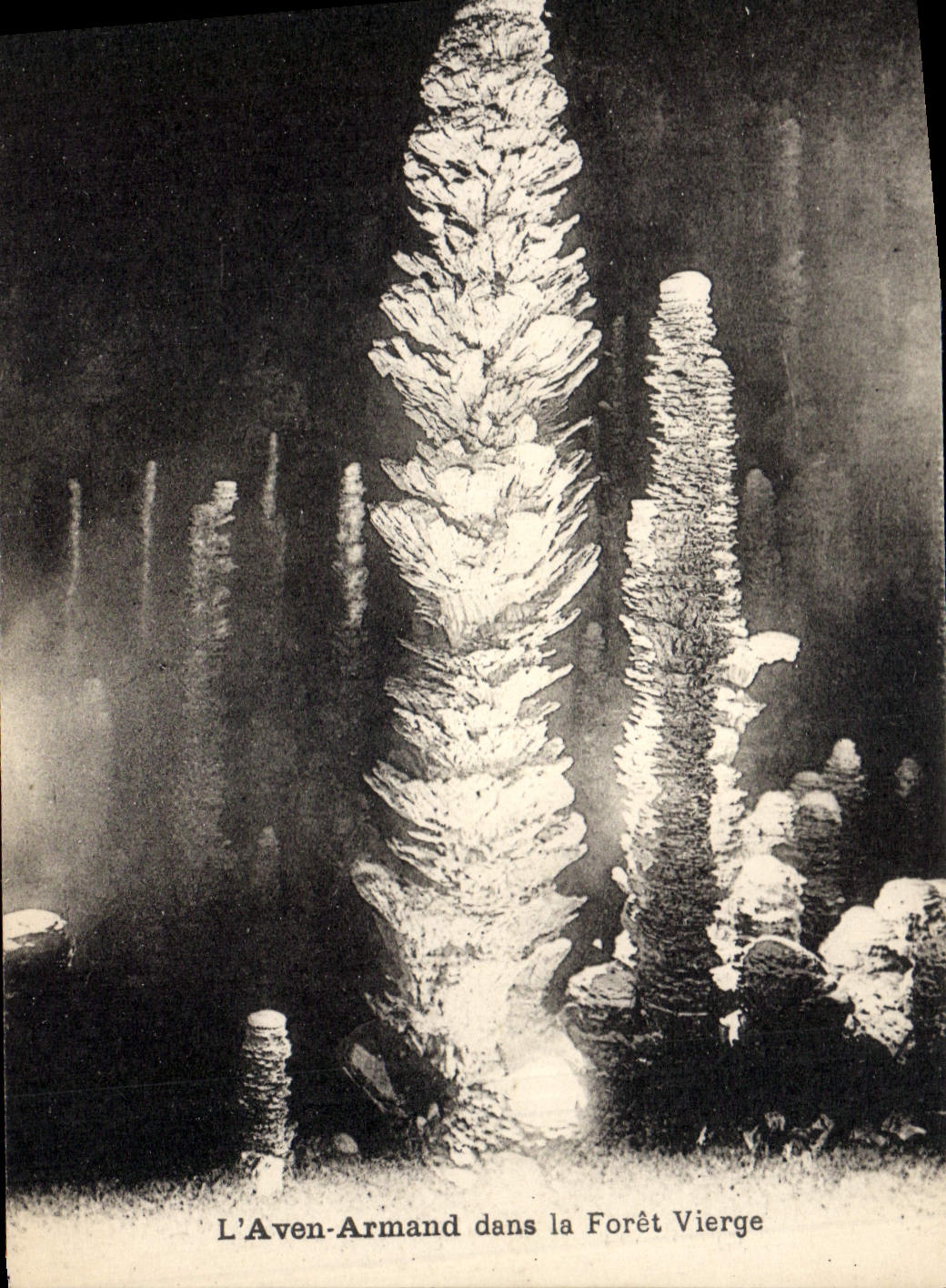 CPA Grotte Grottes L'Aven Armand dans la Foret vierge