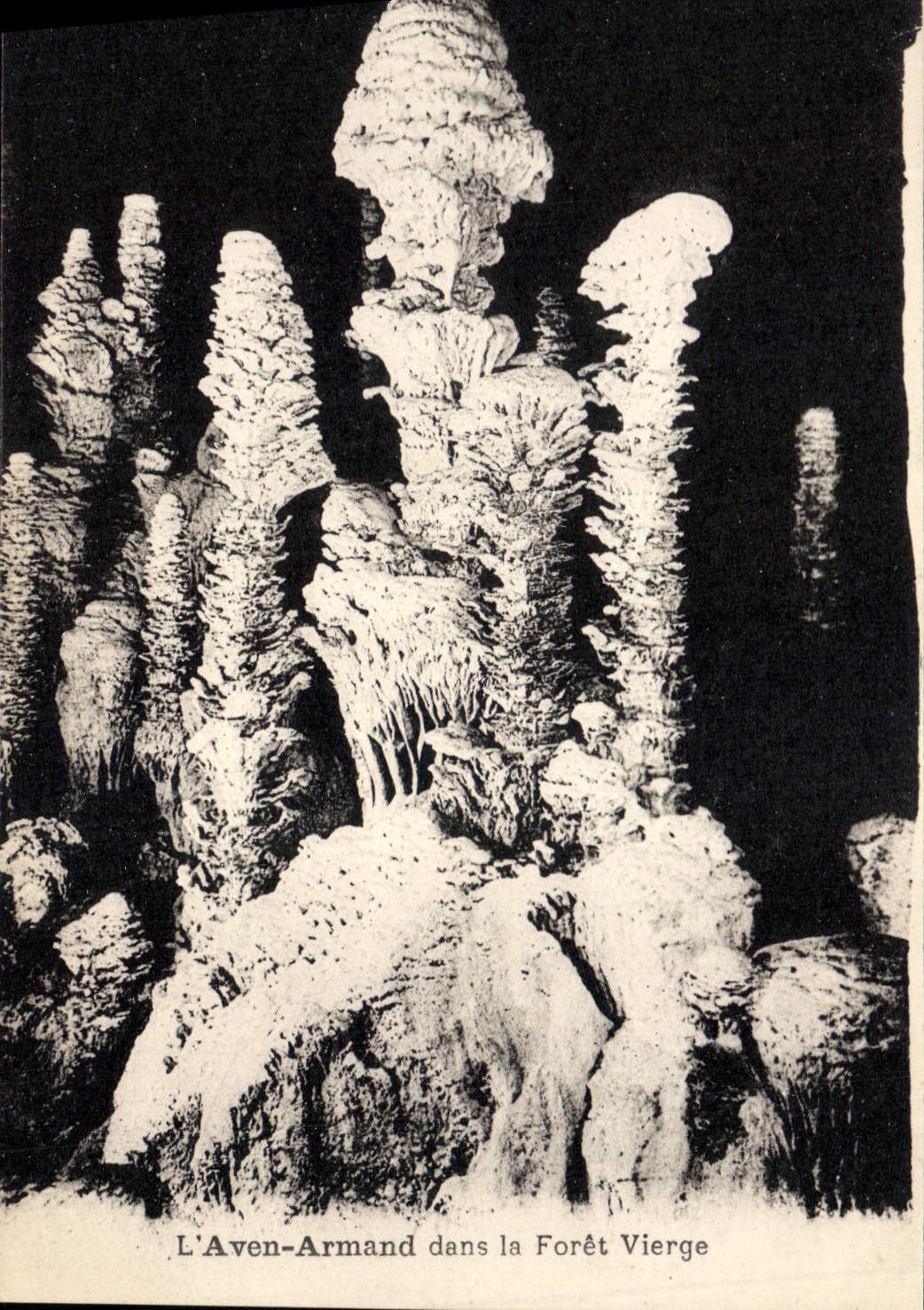 CPA Grotte Grottes L'Aven Armand dans la foret vierge
