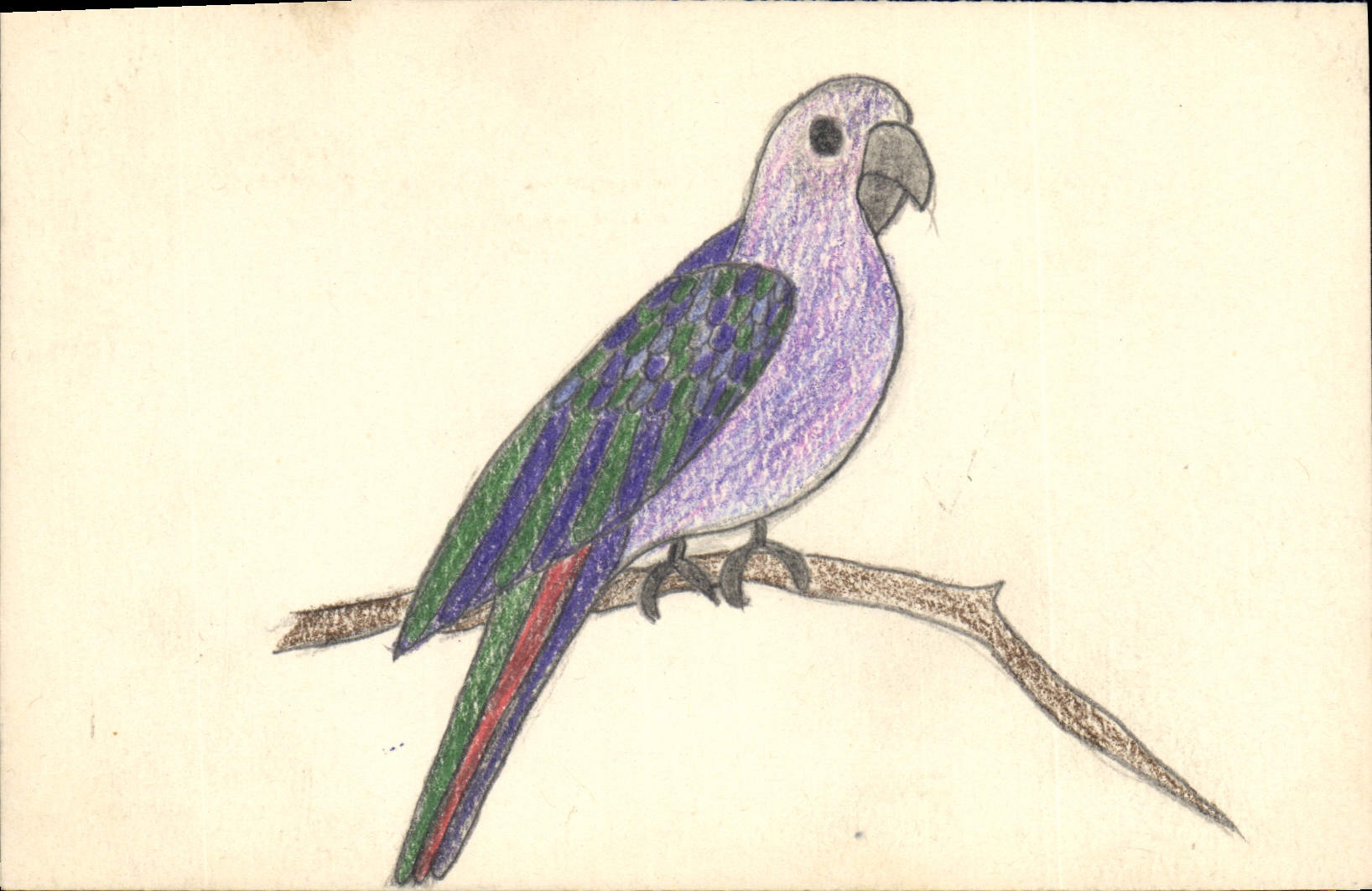 CPA Fantaisie (dessin a la main) Perruche Perroquet Oiseau