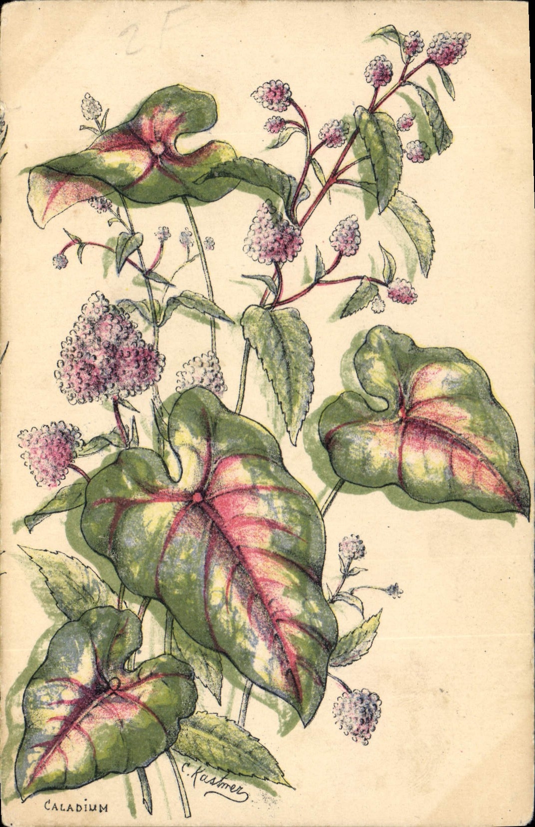 CPA Fantaisie (dessin a la main) Fleurs